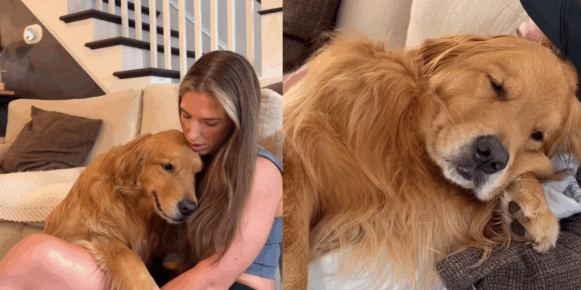 Golden retriever fica inconsolável quando o dono sai de casa e tutora revela: “Somos os humanos de apoio dele”
