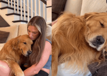 Golden retriever fica inconsolável quando o dono sai de casa e tutora revela: “Somos os humanos de apoio dele”