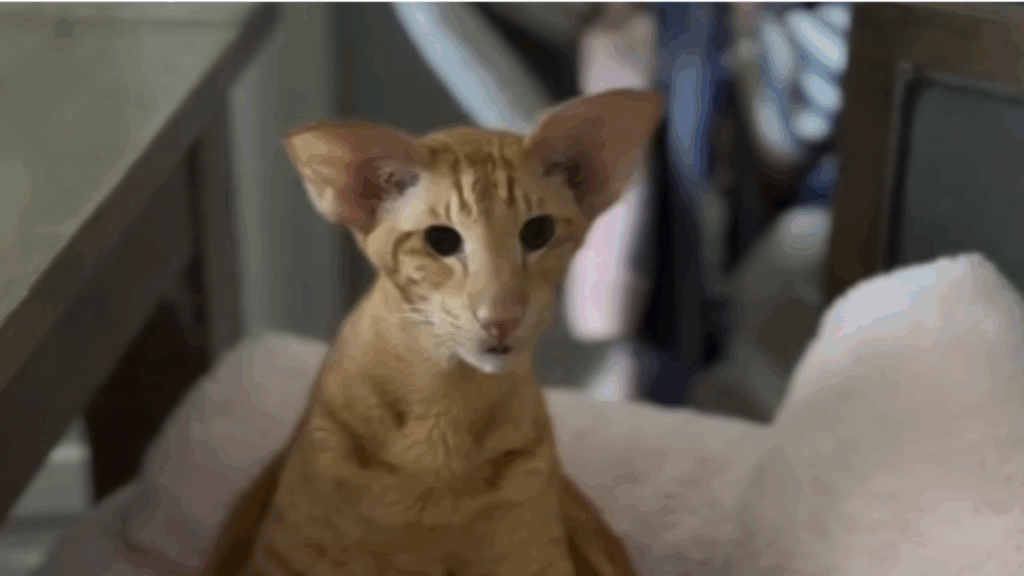 "Um verdadeiro gatão laranja": Tutor revela rotina hilária com gato de orelhas de elfo