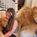 Golden retriever fica inconsolável quando o dono sai de casa e tutora revela: “Somos os humanos de apoio dele”