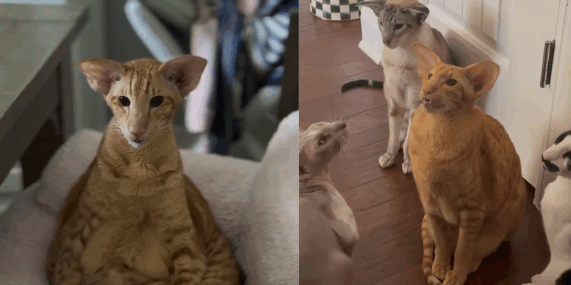 "Um verdadeiro gatão laranja": Tutor revela rotina hilária com gato de orelhas de elfo