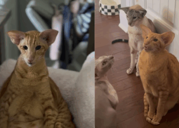 "Um verdadeiro gatão laranja": Tutor revela rotina hilária com gato de orelhas de elfo