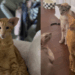 "Um verdadeiro gatão laranja": Tutor revela rotina hilária com gato de orelhas de elfo