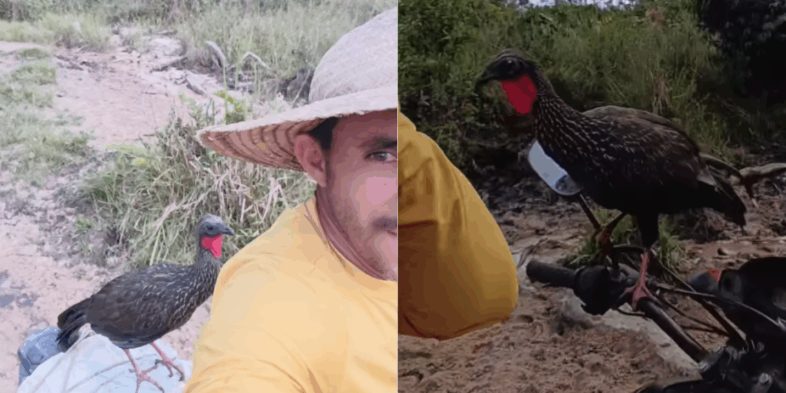 Jacu "valentão" persegue produtor rural na moto no Amazonas e vídeo hilário viraliza