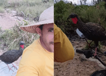 Jacu "valentão" persegue produtor rural na moto no Amazonas e vídeo hilário viraliza