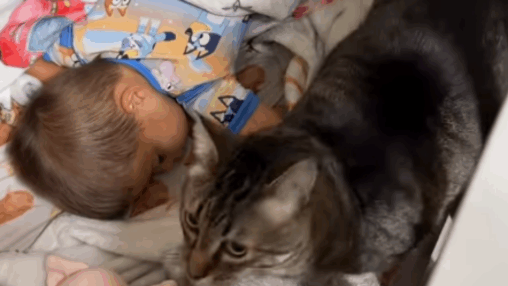 Todos os dias, gato tigrado faz questão de garantir o 'bom dia' mais carinhoso para seu humano preferido