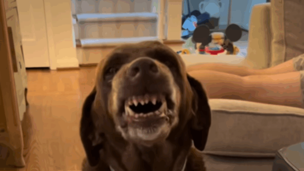 "Você não é uma bebê; você tem 10 anos": Labradora faz sucesso ao disputar mamadeira