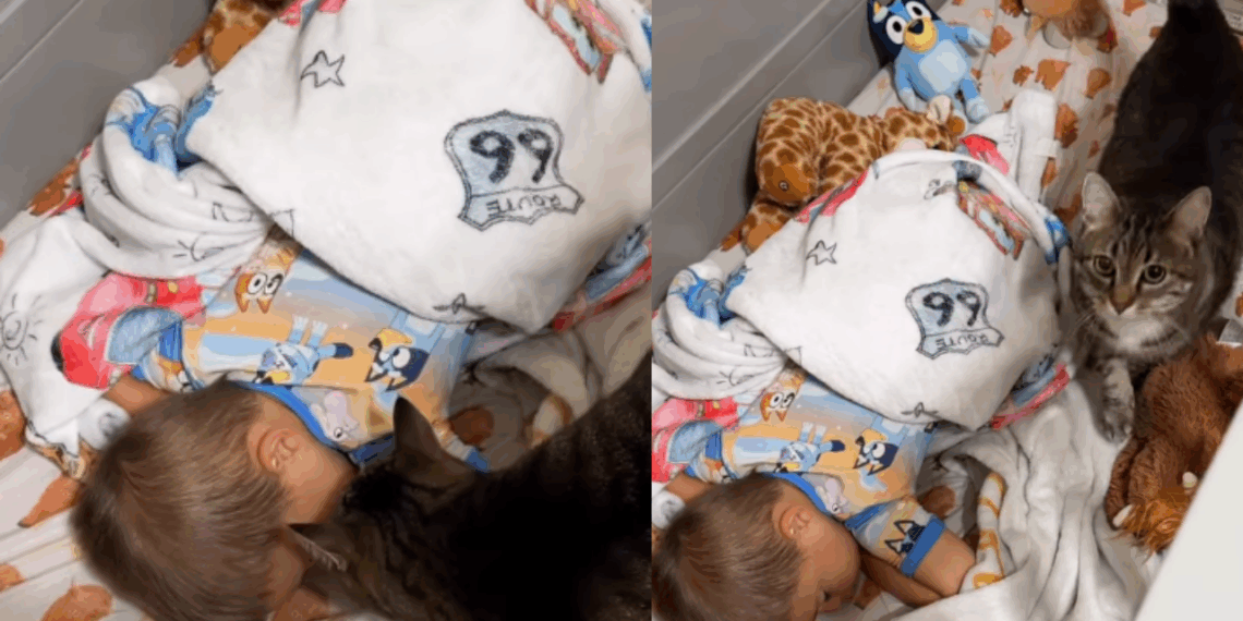 Todos os dias, gato tigrado faz questão de garantir o 'bom dia' mais carinhoso para seu humano preferido
