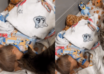 Todos os dias, gato tigrado faz questão de garantir o 'bom dia' mais carinhoso para seu humano preferido
