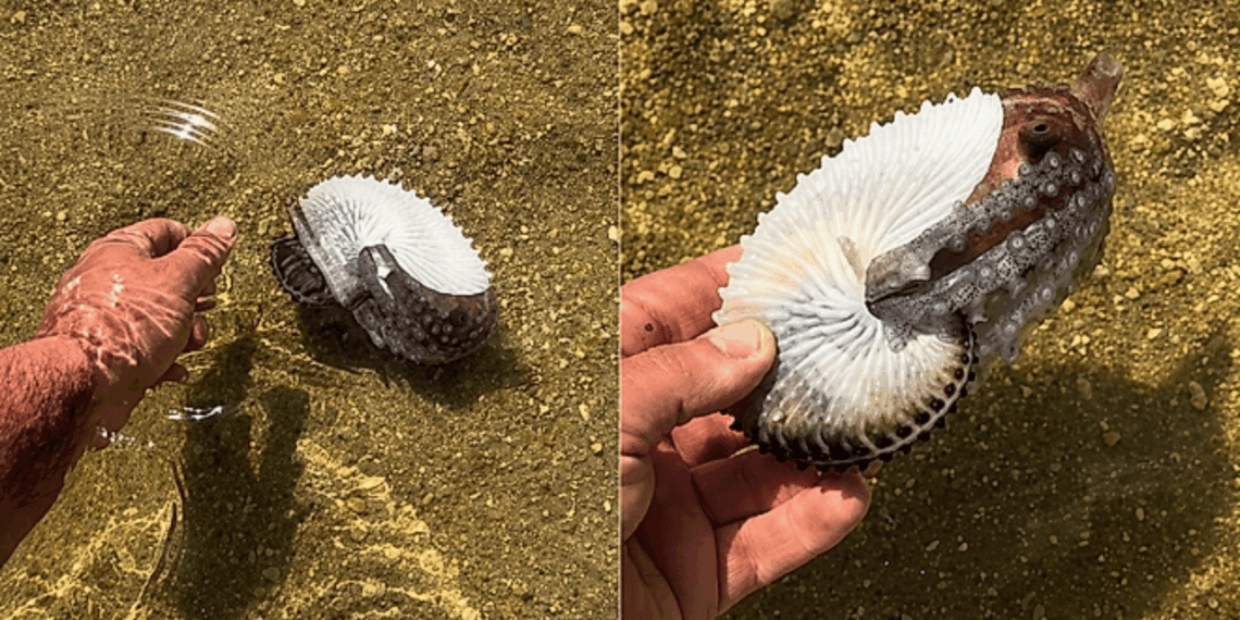 Homem encontra concha rara na praia de Ilhabela e resgata criatura fascinante escondida dentro