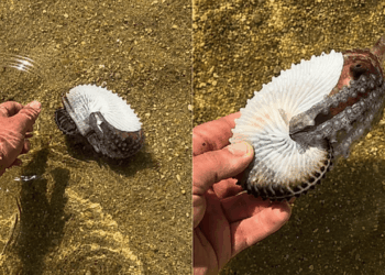 Homem encontra concha rara na praia de Ilhabela e resgata criatura fascinante escondida dentro