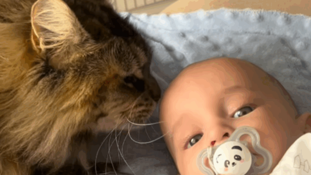 Gata internada se acalma com blusa de bebê e revela o poder do vínculo emocional entre espécies