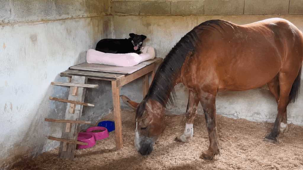 "Amigo, estou aqui": resgatistas se recusam a separar cavalo e cadela que só tinham um ao outro após abandono