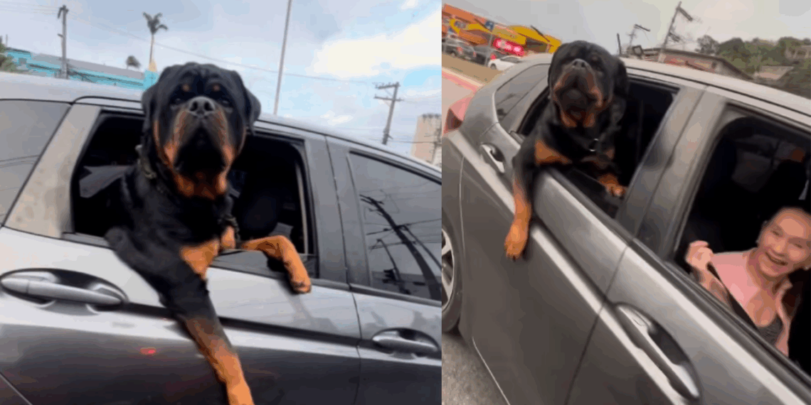 Motoqueiro tenta acariciar rottweiler gigante e a reação do cão surpreende: veja o vídeo