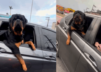 Motoqueiro tenta acariciar rottweiler gigante e a reação do cão surpreende: veja o vídeo