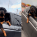 Motoqueiro tenta acariciar rottweiler gigante e a reação do cão surpreende: veja o vídeo