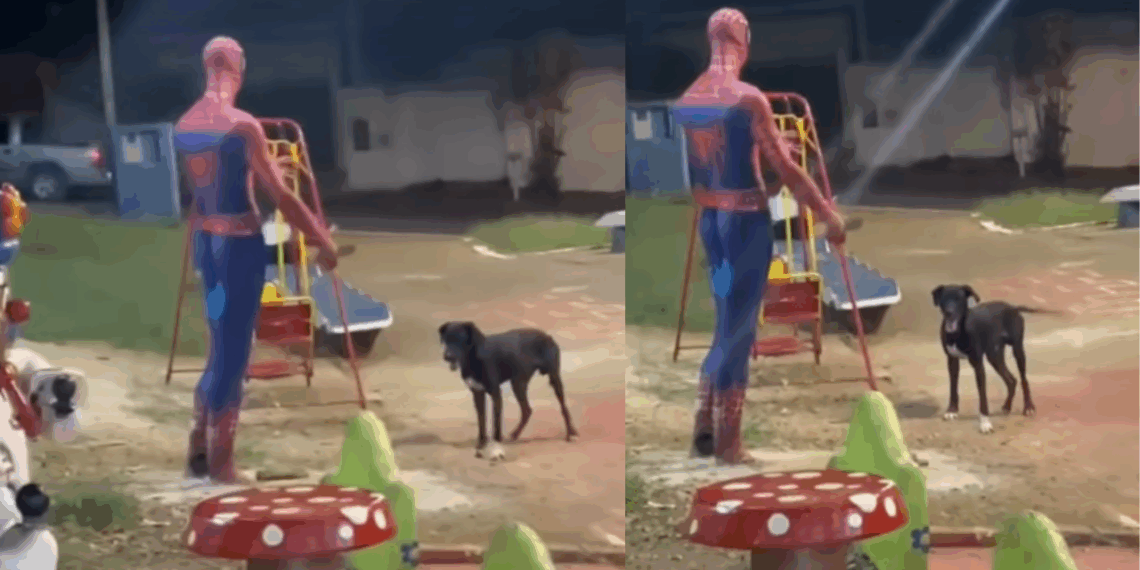 “Achou que ia jogar”: Cão é flagrado convidando estátua do Homem-Aranha para brincar e comove a web