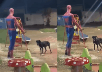 “Achou que ia jogar”: Cão é flagrado convidando estátua do Homem-Aranha para brincar e comove a web