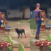 “Achou que ia jogar”: Cão é flagrado convidando estátua do Homem-Aranha para brincar e comove a web