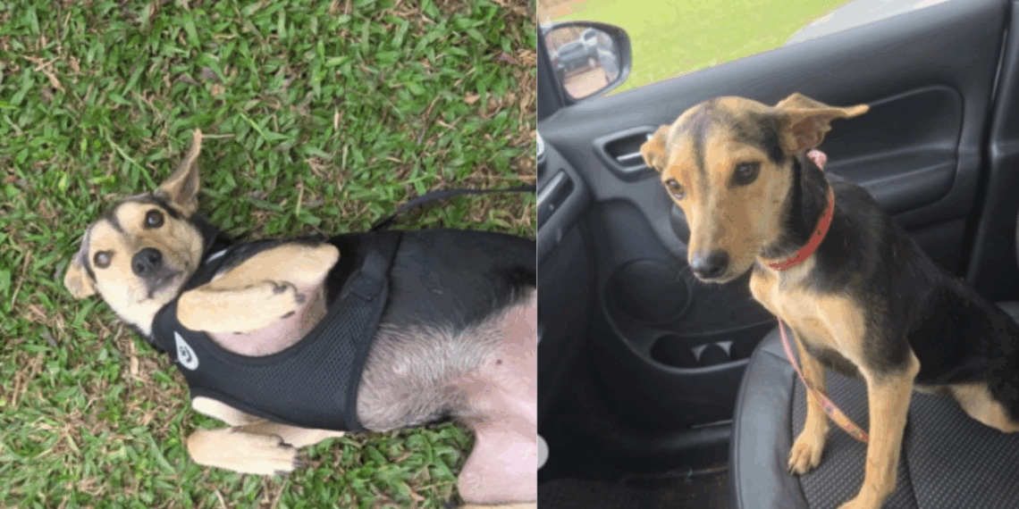 Protetora entrega cachorra errada para adoção, até família perceber o que estava faltando: "O encontro foi predestinado"