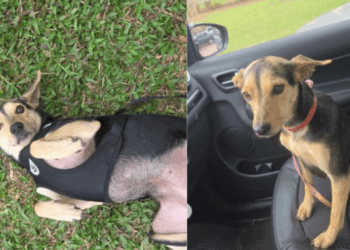 Protetora entrega cachorra errada para adoção, até família perceber o que estava faltando: "O encontro foi predestinado"
