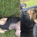 Protetora entrega cachorra errada para adoção, até família perceber o que estava faltando: "O encontro foi predestinado"