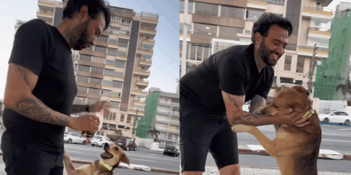 A emocionante história por trás das coleiras refletivas cães de rua que virou exemplo de empatia no Brasil
