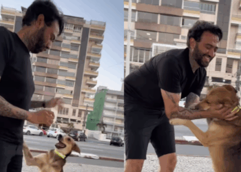 A emocionante história por trás das coleiras refletivas cães de rua que virou exemplo de empatia no Brasil