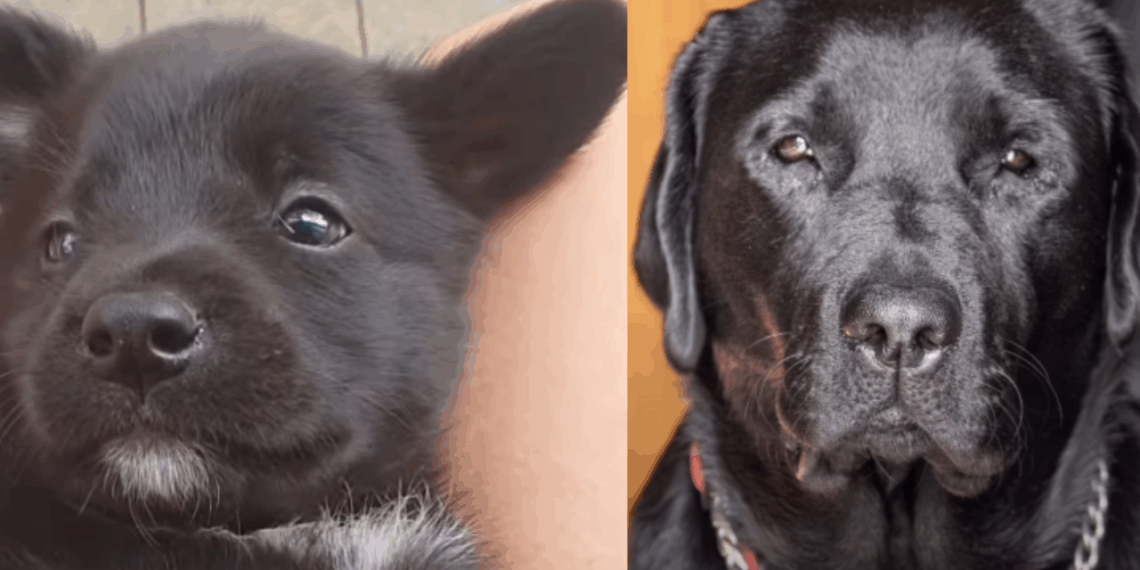 “Se semicerrar o olho, até lembra”: Família adota labrador, mas cão cresce totalmente diferente
