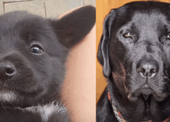 “Se semicerrar o olho, até lembra”: Família adota labrador, mas cão cresce totalmente diferente