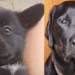 “Se semicerrar o olho, até lembra”: Família adota labrador, mas cão cresce totalmente diferente