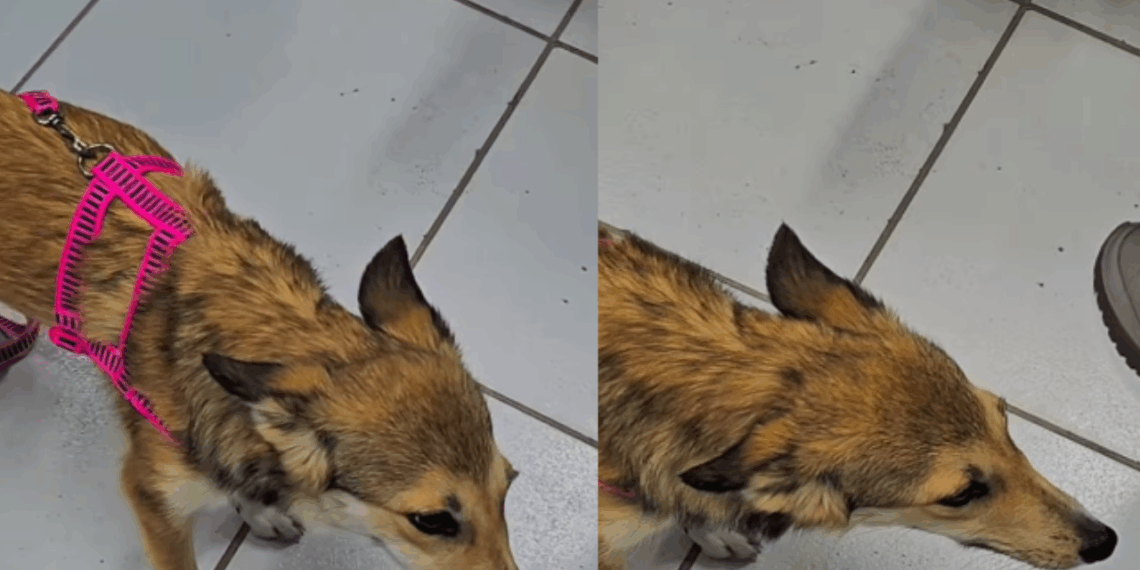 “Parecia animal silvestre”: Teste de DNA em cadela resgatada revela verdade surpreendente