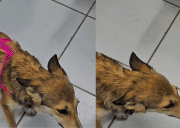 “Parecia animal silvestre”: Teste de DNA em cadela resgatada revela verdade surpreendente
