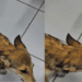 “Parecia animal silvestre”: Teste de DNA em cadela resgatada revela verdade surpreendente