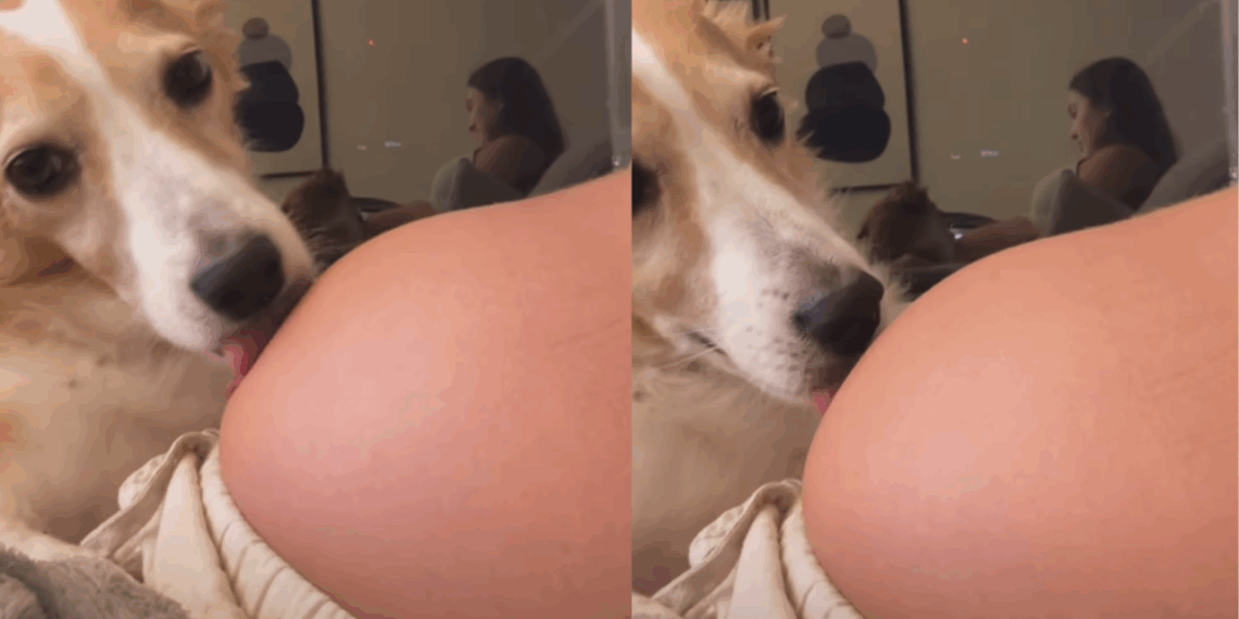 "A reação impressionante de quem já se sente irmã": Cadela sente movimento na barriga e surpreende tutora