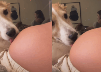 "A reação impressionante de quem já se sente irmã": Cadela sente movimento na barriga e surpreende tutora