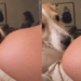 "A reação impressionante de quem já se sente irmã": Cadela sente movimento na barriga e surpreende tutora