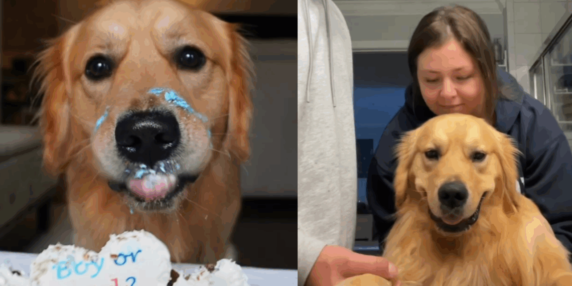 “Acho que ambos aprovam”: Como este golden retriever realizou o sonho de dormir com o melhor amigo humano após uma promessa de três anos