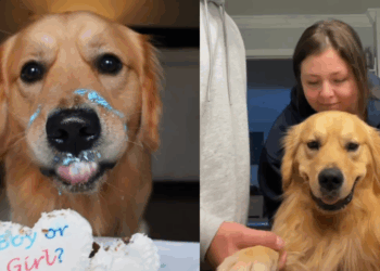 “Acho que ambos aprovam”: Como este golden retriever realizou o sonho de dormir com o melhor amigo humano após uma promessa de três anos
