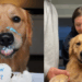 “Acho que ambos aprovam”: Como este golden retriever realizou o sonho de dormir com o melhor amigo humano após uma promessa de três anos