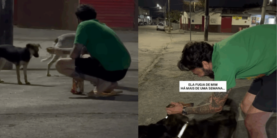 “Sinto que estou fazendo a minha parte”: Ativista coloca coleiras refletivas em cães de rua para evitar atropelamentos e incentivar adoções