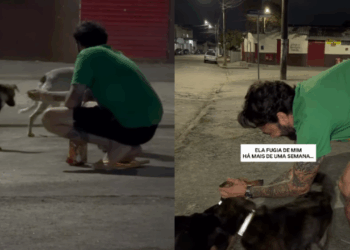 “Sinto que estou fazendo a minha parte”: Ativista coloca coleiras refletivas em cães de rua para evitar atropelamentos e incentivar adoções