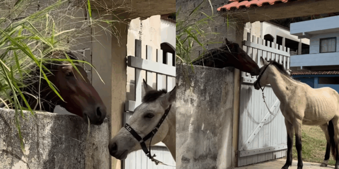 “Fazendo o que os humanos não fazem”: Cavalo emociona a internet ao ser flagrado alimentando o próprio potro no Espírito Santo