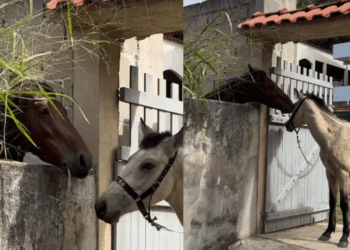“Fazendo o que os humanos não fazem”: Cavalo emociona a internet ao ser flagrado alimentando o próprio potro no Espírito Santo