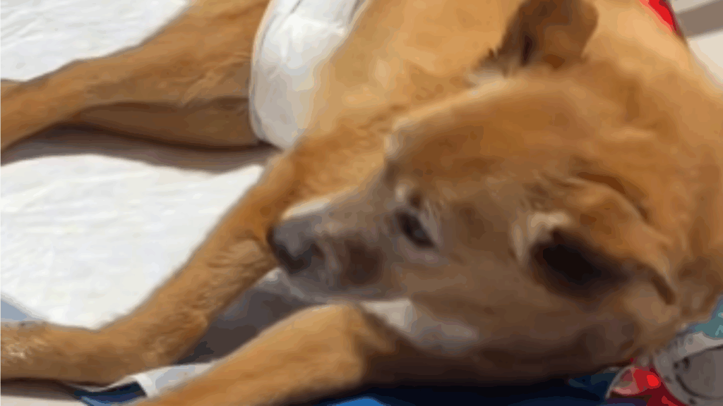 "A gente pediu mais uma chance": cão idoso paralisado após AVC surpreende família, faz fisioterapia e volta a correr