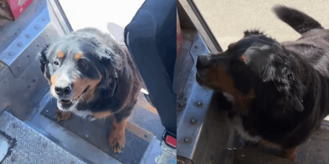 "Essa demora é aceitável": entregador fica famoso ao pausar o trabalho para brincar com cães