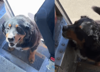 "Essa demora é aceitável": entregador fica famoso ao pausar o trabalho para brincar com cães