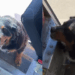 "Essa demora é aceitável": entregador fica famoso ao pausar o trabalho para brincar com cães