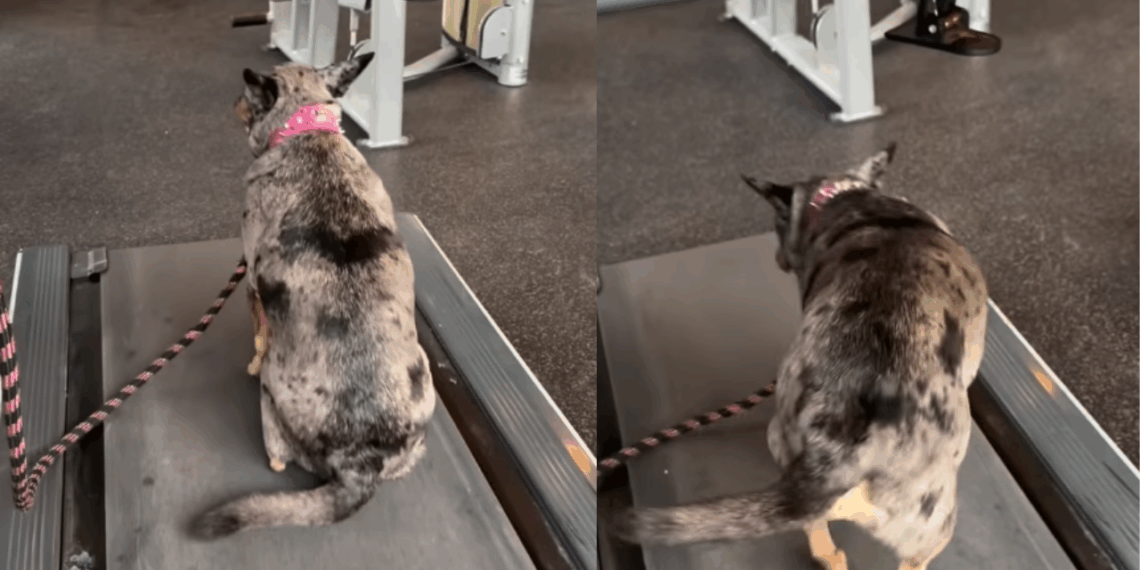 "Treino intervalado": cachorrinha cria estratégia hilária para não andar na esteira e viraliza