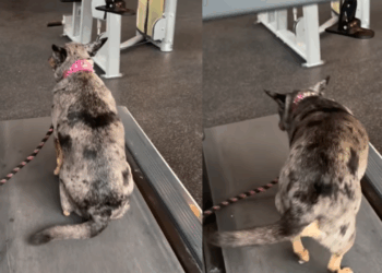"Treino intervalado": cachorrinha cria estratégia hilária para não andar na esteira e viraliza